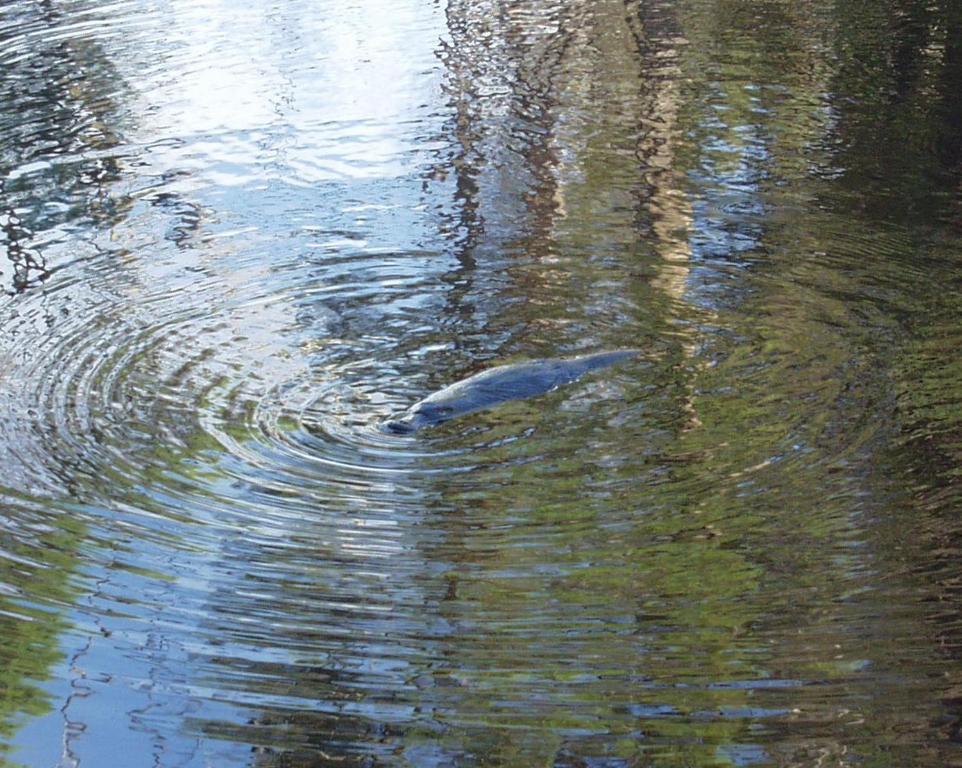 Platypus Park Country Retreat Villa Bridport Rum bild