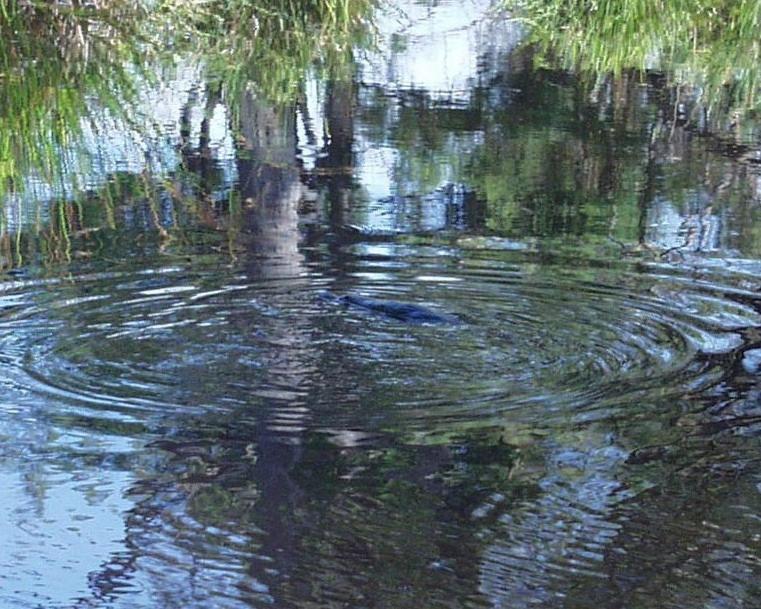 Platypus Park Country Retreat Villa Bridport Rum bild